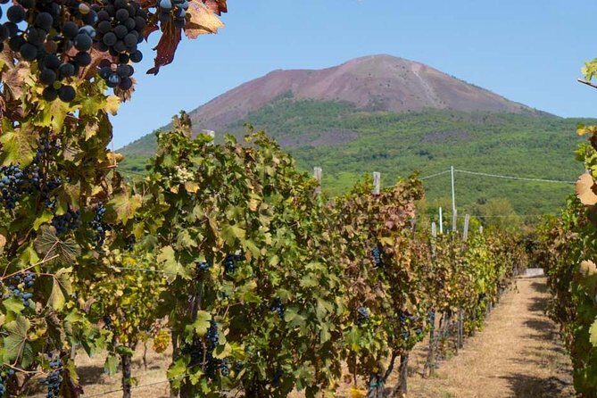 Amalfi Coast with Wine Tasting - Private Driving Tour from Rome - Sorrento stop: one hour to walk, orient, and pick your rhythm