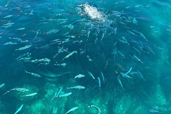 Boat Tour to Procida and Ischia, discover Private Secret Beaches - Capo Miseno and the Peschiere di Lucullo: swim through Roman fish-farm caves