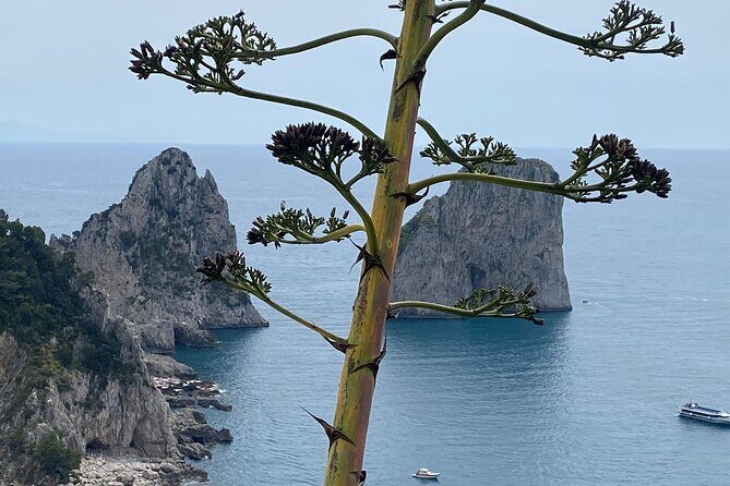 Capri Private Day Tour with Private Island Boat Tour from Rome - Luxury chauffeur + Rossana and Luigi: what private service really means