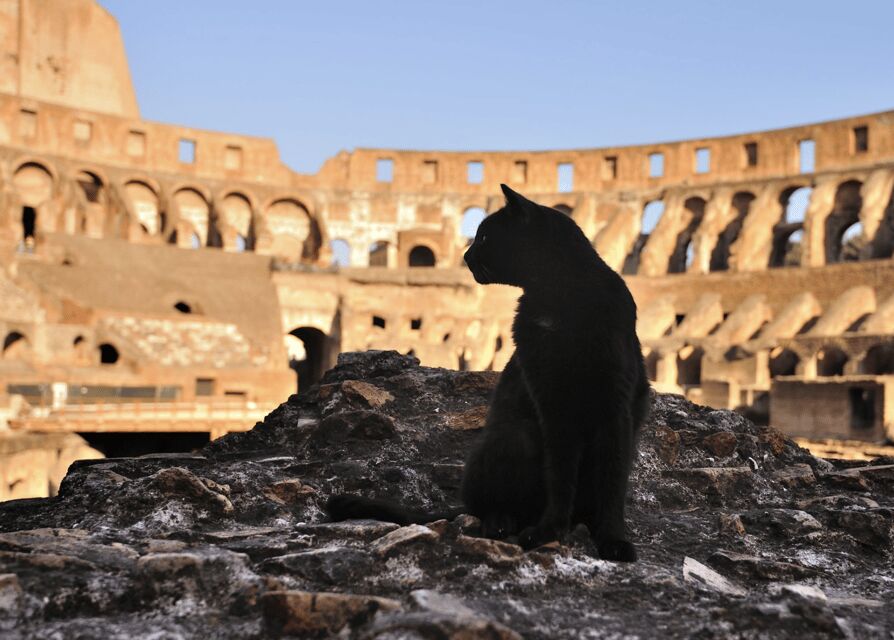Colosseum, Roman Forum, Palatine Hill - the PRIVATE TOUR - Entering the Colosseum with Reserved Tickets and Gladiator Stories