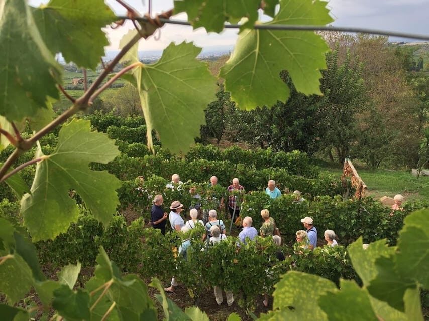 Frascati: 3-Hour Wine and Oil Tasting with Lunch/Dinner - Winery Visit and Guided Cellar Time: Seeing the Process, Not Just the Results