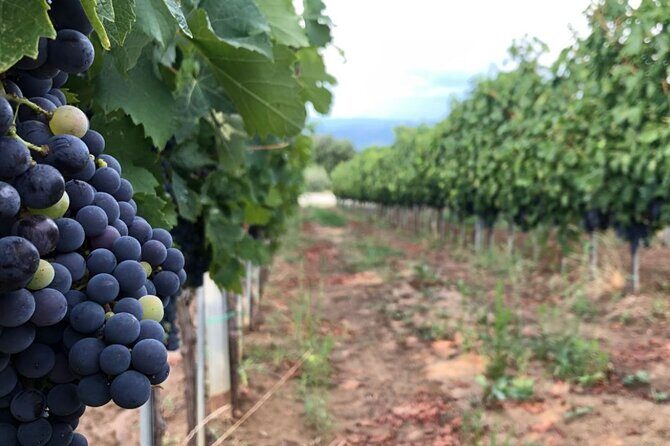 Frascati Day Tour: Road from Rome with Wine Tasting & Lunch - The Winery Transport and the Family-Owned Setting