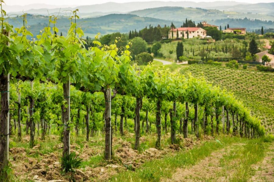 Frascati Private Tour w/ Lunch & Wine Tasting in a Vineyard - Walking Frascati’s squares and churches: what the guided timing is really for