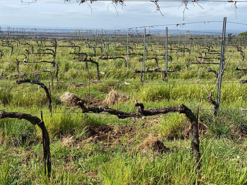 Frascati: Tour in E-Bike with Wine Tasting - Frascati plus e-bikes: why this works as a Rome-area escape