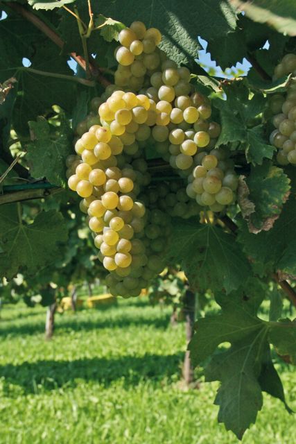 From Naples: Irpinia Wine Tour with 6 Tastings - Key things that make this Irpinia wine tour work