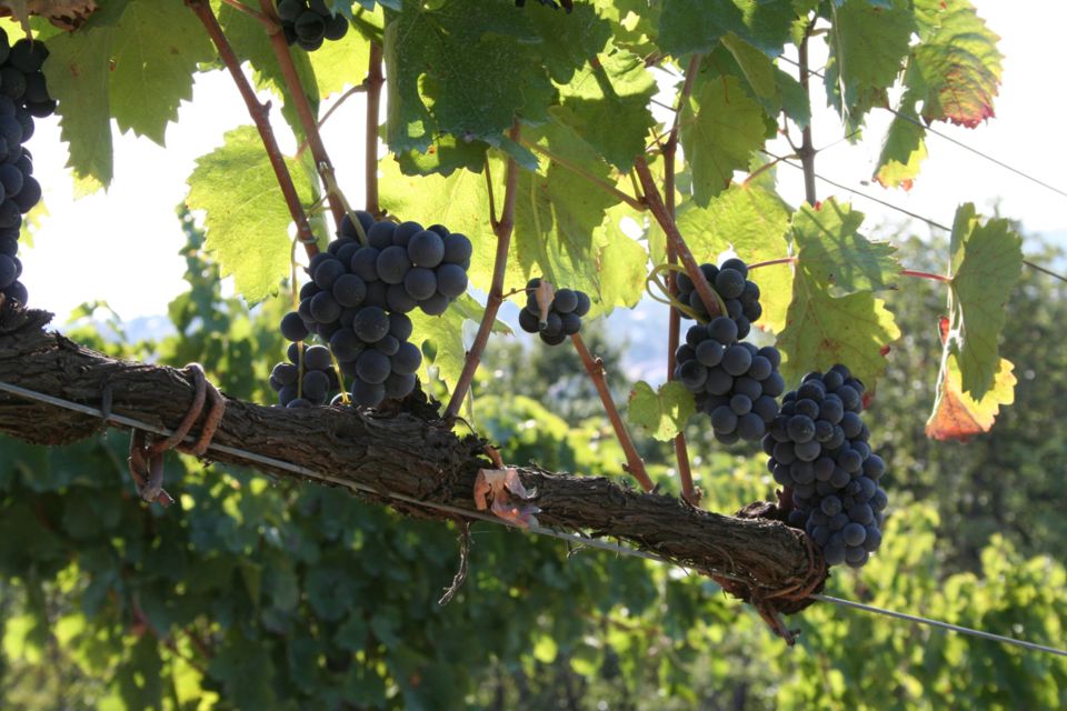 From Naples: Irpinia Wine Tour with 6 Tastings - Should you book? My practical take