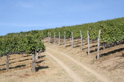 From Naples: Irpinia Wine Tour with 6 Tastings - Stop 1: Donna Elvira in Montemiletto (vineyards, cellars, and three wines)