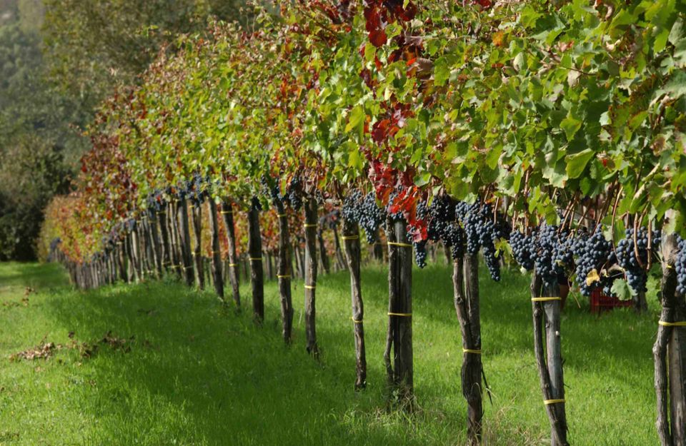 From Naples: Irpinia Wine Tour with 6 Tastings - The six tastings: how to taste smarter in Irpinia