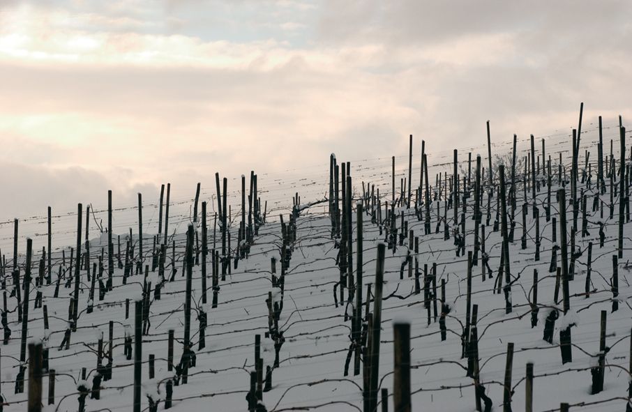 From Naples: Irpinia Wine Tour with 6 Tastings - Lunch and food planning: what you’ll need to know