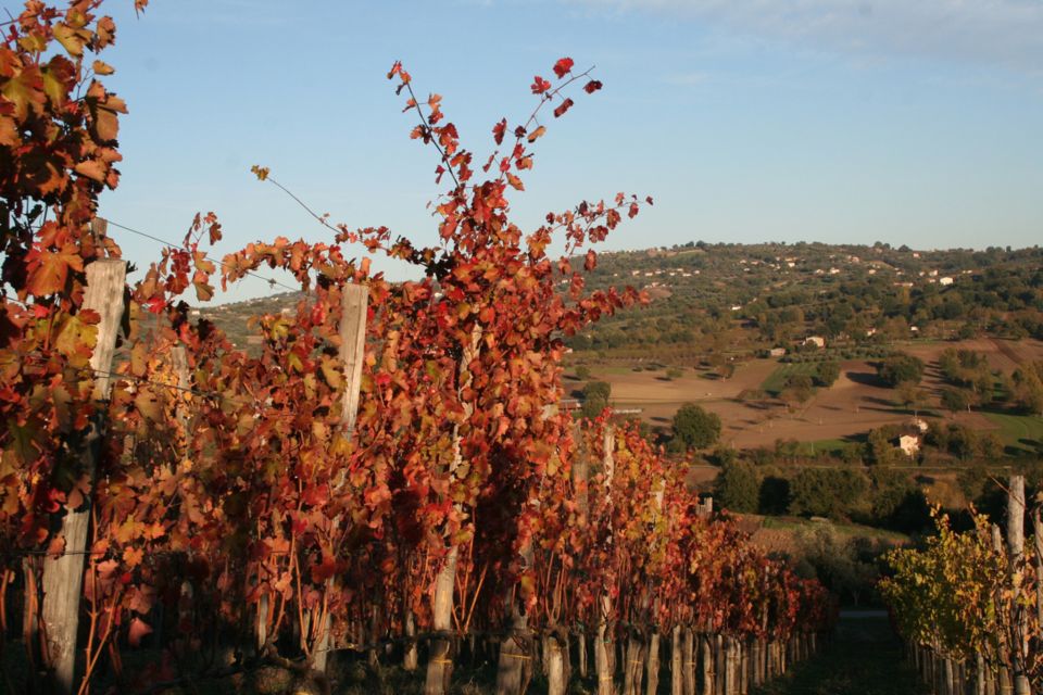 From Naples: Irpinia Wine Tour with 6 Tastings - The pacing and group size: comfortable, not chaotic