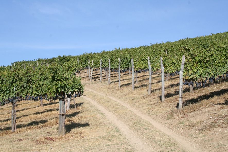 From Naples: Irpinia Wine Tour with 6 Tastings - Stop 1: Donna Elvira in Montemiletto (vineyards, cellars, and three wines)