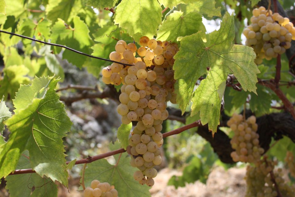 From Naples: Pompeii and Wine Tasting Tour with Lunch - Who this tour is best for (and who should choose a different plan)