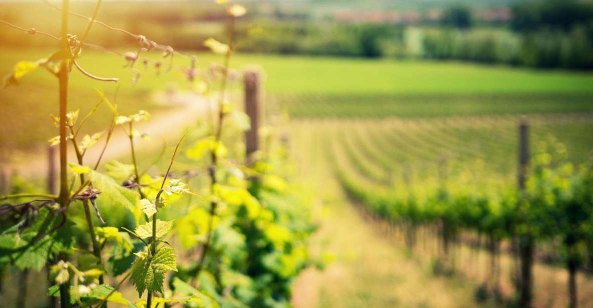 From Naples: Pompeii and Wine Tasting Tour with Lunch - Naples pickup and the smart way to start an 8-hour day