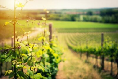 From Naples: Pompeii and Wine Tasting Tour with Lunch - Pompeii without ticket stress: what the guided 2-hour walk really delivers