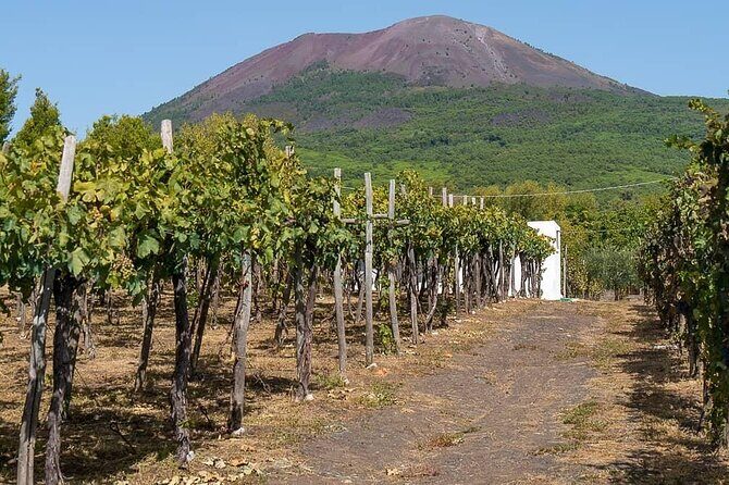 From Naples: Pompeii & Wine Tasting" Private Day Tour - Optional 2-Hour Pompeii Guide for E150: when it’s worth the cash