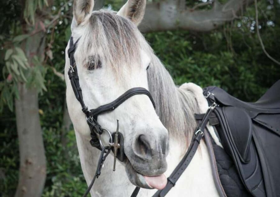 From Pompeii: Mount Vesuvius Horseback Riding Tour - Intro to Horses and the Little Training Session