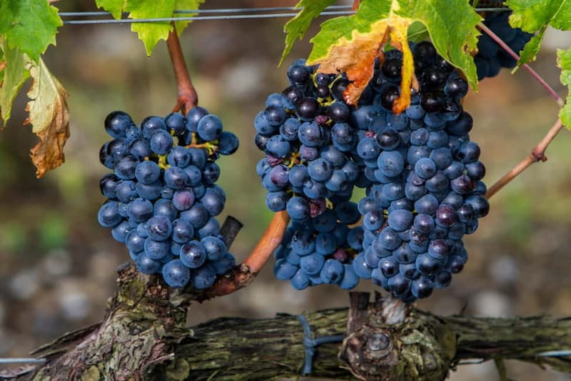From Roma: Montepulciano and Montalcino, on the Wine Routes - Key things I’d circle on your map