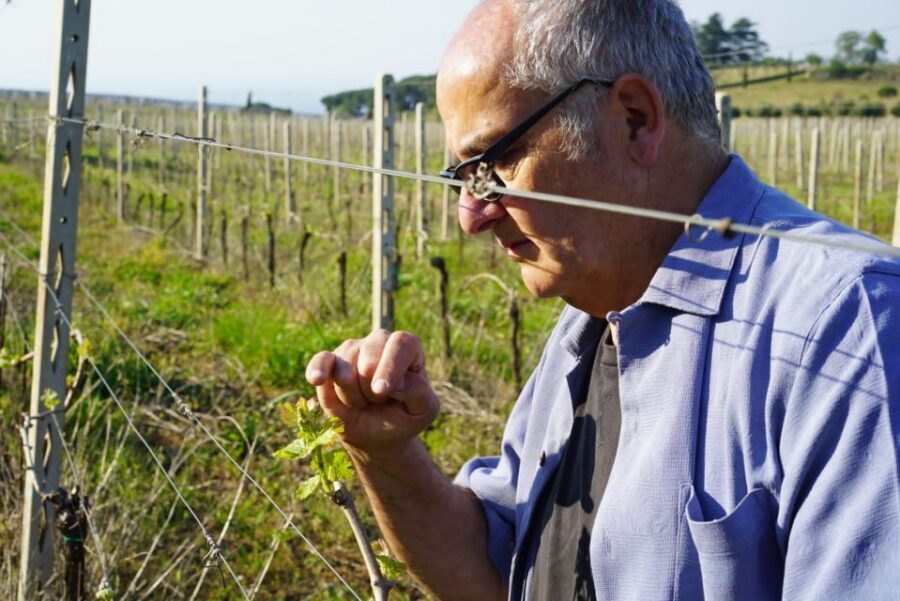 From Rome: Frascati Wine Region Tour with Wine Tasting - Who should book this Frascati wine tasting (and who might skip it)