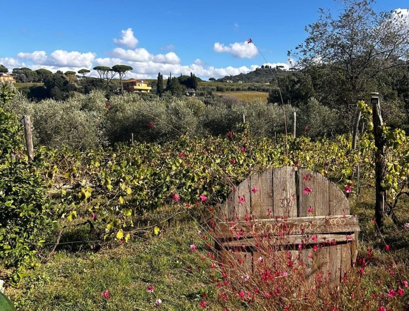 From Rome: Half-Day Frascati Wine Tour with Farmhouse Lunch - Why Frascati makes a smart half-day wine break from Rome