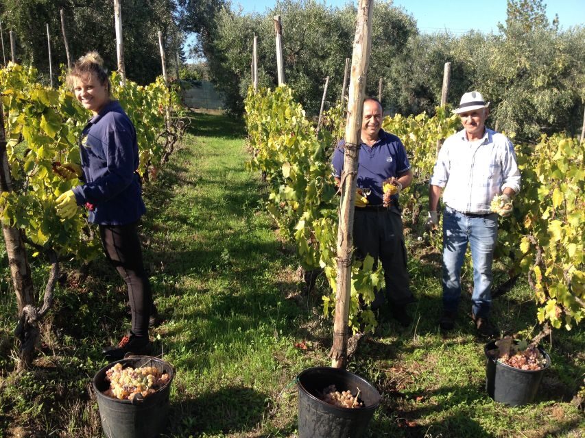 From Rome: Half-Day Frascati Wine Tour with Farmhouse Lunch - First stop in town: Frascati’s guided walk and wine with a snack