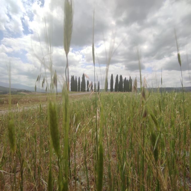 From Rome: Private Day-Tour of Tuscany - Who should book this Tuscany private day trip