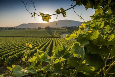 From Rome: Private Day-Tour of Tuscany - Private transportation, Wi‑Fi, and an easy start from your hotel