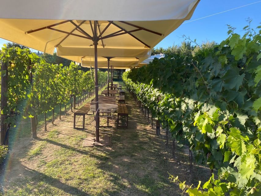 From Rome: Siena and S. Gimignano, Tuscany Wine One Day Tour - Tenuta Torciano wine and lunch: where the day turns into Tuscany