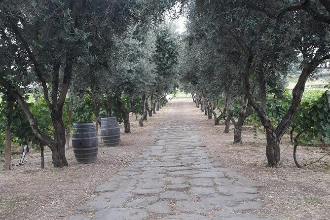 From Rome to the Castles: Private 3-Hour Wine Tasting Tour - Tips for Photos, Pacing, and a Relaxed Countryside Day
