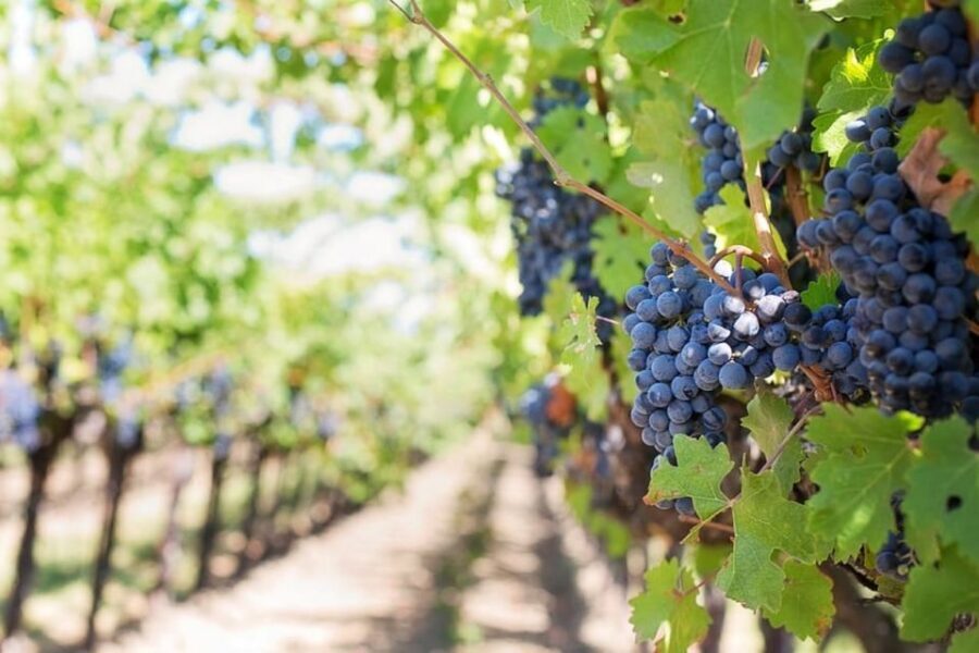 From Sorrento: Skip-the-Line Pompeii Tour and Vineyard Lunch - Vineyard Time in Volcanic Land: What You’ll Learn