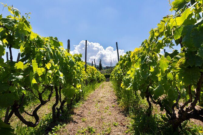 Guided Wine Tasting Experience in a Roman Vineyard - Key highlights worth your time