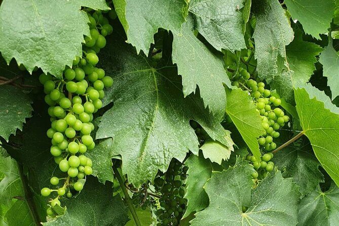Guided Wine Tasting Experience in a Roman Vineyard - Timing: what 2 hours feels like in the real world