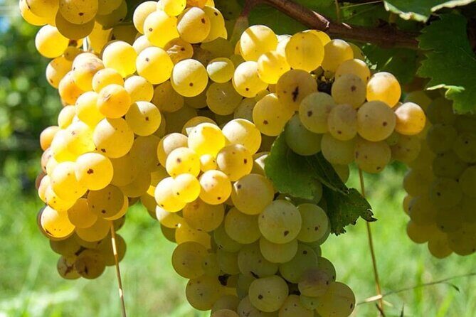 Guided Wine Tasting Experience in a Roman Vineyard - The tasting lineup: Frascati wines with local food and coffee