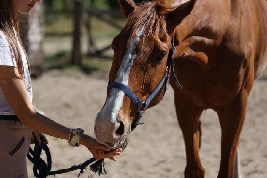 Horse Sanctuary in Rome - Riding lesson for first-timers and lapsed riders