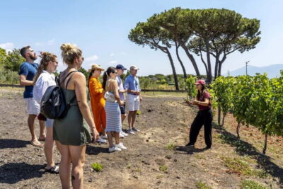 Mount Vesuvius: 5 Wine Tastings with Tour & Lunch Included - Vineyard walk and terroir talk: why volcanic soil changes the wine story
