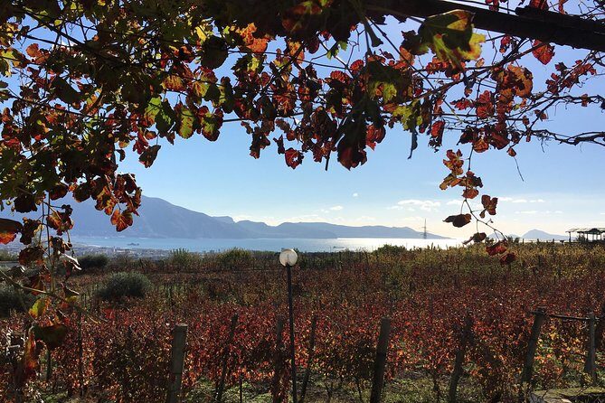Mt. Vesuvius Wine Tasting and Lunch Experience from Pompeii - Key things to know before you go