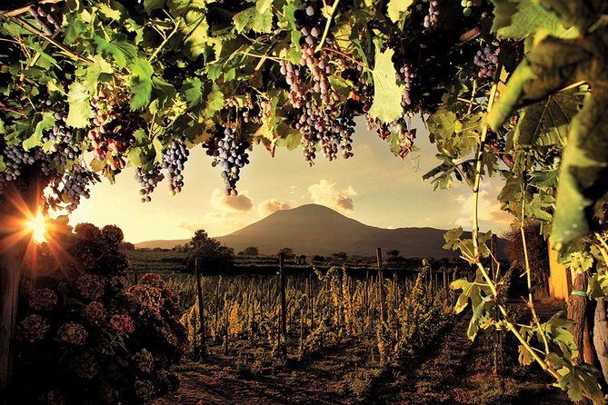 Mt. Vesuvius Wine Tasting and Lunch Experience from Pompeii - The wine tasting: built around three dishes and a guided pour