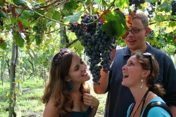 Mt. Vesuvius Wine Tasting and Lunch Experience from Pompeii - Price and value: is $102.25 fair for four hours?