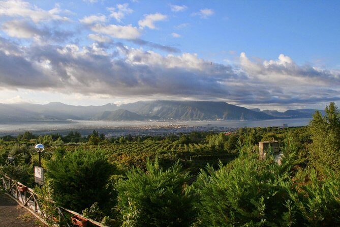 Mt. Vesuvius Wine Tasting and Lunch Experience from Pompeii - A family winery on Vesuvius: what the vineyard tour actually feels like
