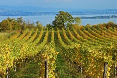 Naples: Pompeii, Vesuvius and Wine Tasting Tour - The Scenic Drive to Mount Vesuvius: Views While You Travel