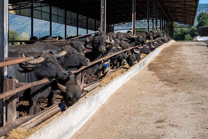 Pastum and Buffalo Mozzarella Drive - Paestum’s Doric temples: where the photos come from