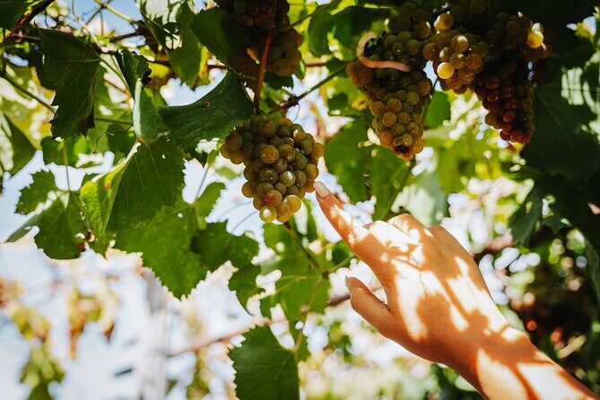 Pompeii Guided Tour & Lunch with Superior Wine Tasting - Wine Tastings: Why the Sommelier Touch Is the Whole Point