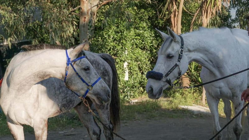 Pompeii: Mount Vesuvius Night Horseback Ride and Italian BBQ - Getting There: Pickup Zones Near Pompeii and Timing