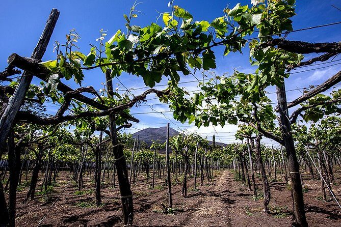 Pompeii Small Group Tour & Food/Wine tasting at Mt. Vesuvius - Porta Marina Superiore meeting point: how to start without stress