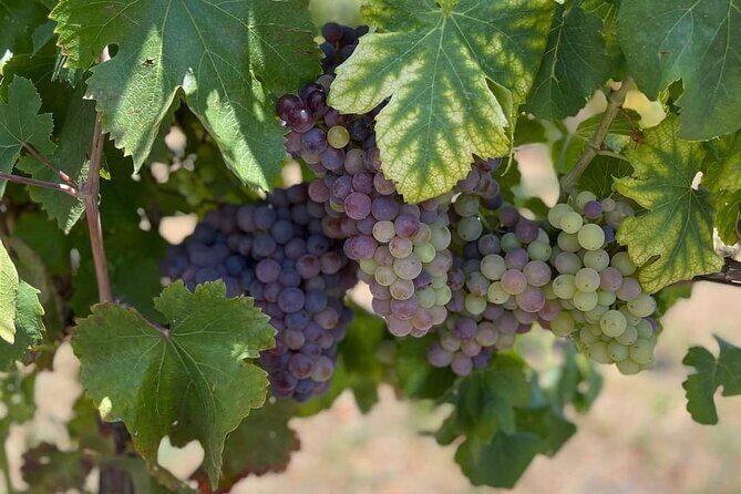 Pompeii & Wine Tasting : Private Day Trip from Naples - A Day That Connects Pompeii to Vesuvius