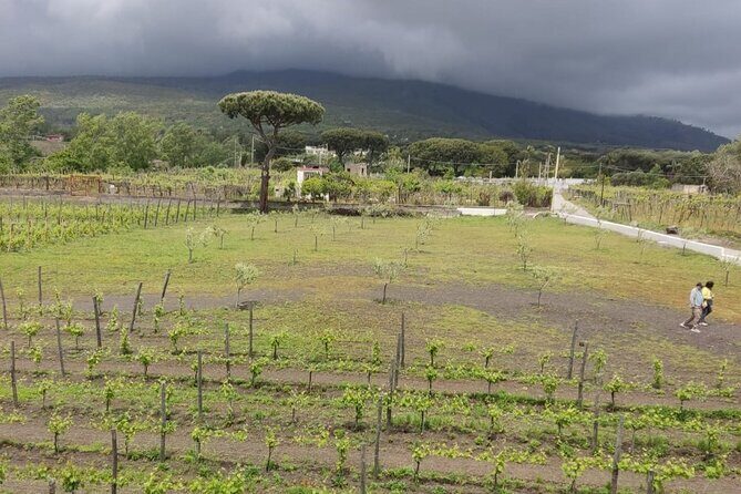 Pompeii & Wine Tasting : Private Day Trip from Naples - Campania Winery: Wine Tasting with a Set Menu Option