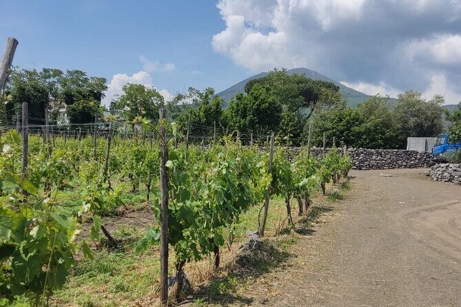 Pompeii & Wine Tasting : Private Day Trip from Naples - Vesuvius Views and the Point of the Wine Stop