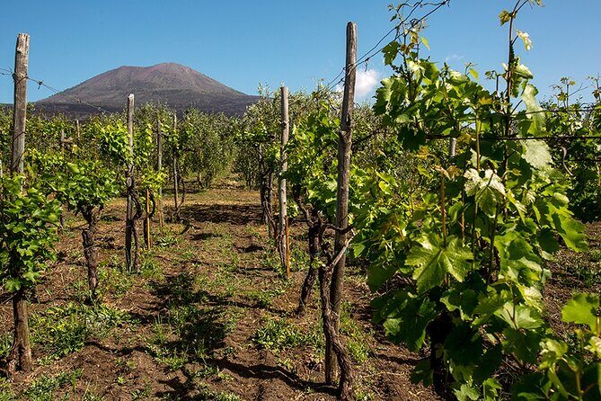 Pompeii with Wine Tasting and Lunch from Naples - Quick hits before you go