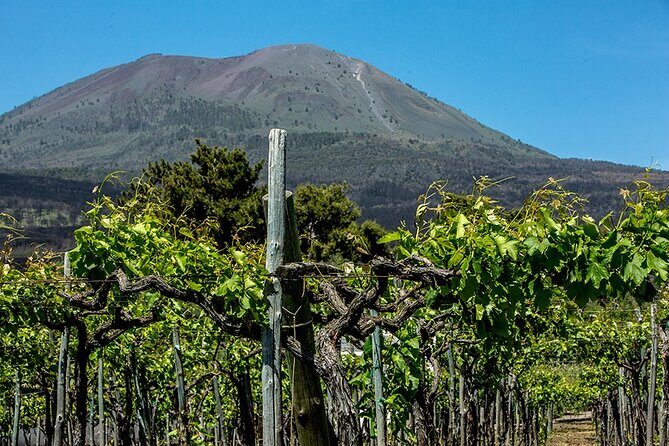 Pompeii with Wine Tasting and Lunch from Naples - Campania Ars Vinearia: vineyard touring with volcanic-soil context