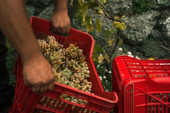 Premium Ischia Wine Tasting Experience with Transfer Included - Cellar visit: where the story moves from vines to wine