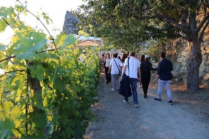 Premium Ischia Wine Tasting Experience with Transfer Included - The tasting of 4 Ischia wines: a structured flight, not a free-for-all